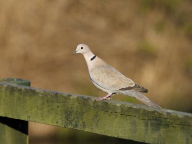 yakalı güvercin, streptopelia decaocto