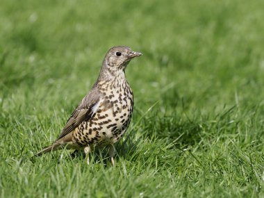 Ökse ardıç, turdus viscivorus
