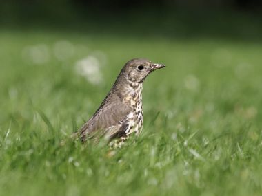 Ökse ardıç, turdus viscivorus