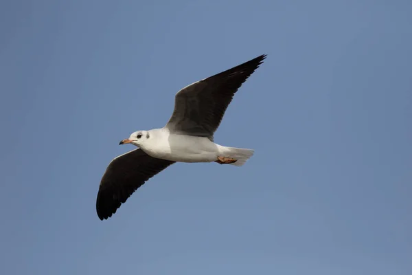 Black-headed gull, Chroicocephalus ridibundus — Stock Photo, Image