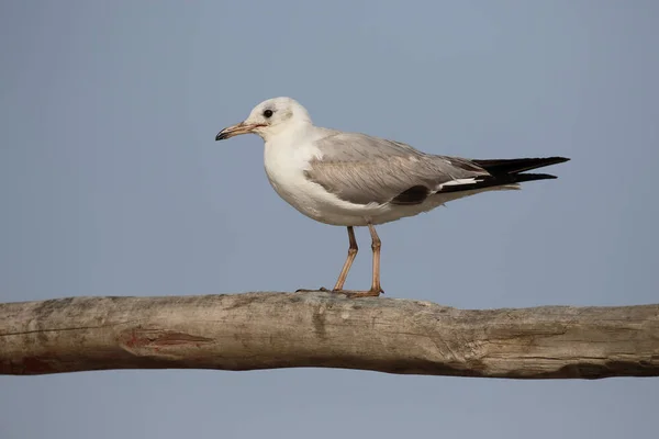 Gabbiano dalla testa nera, Chroicocephalus ridibundus — Foto Stock