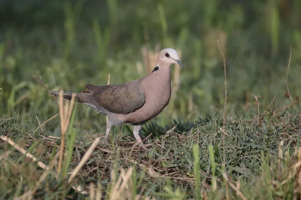 Pirosszemű gerle (Streptopelia semitorquata) — Stock Fotó