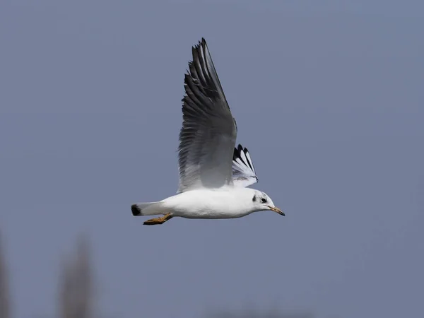 Gaivota de cabeça preta, Larus ridibundus — Fotografia de Stock