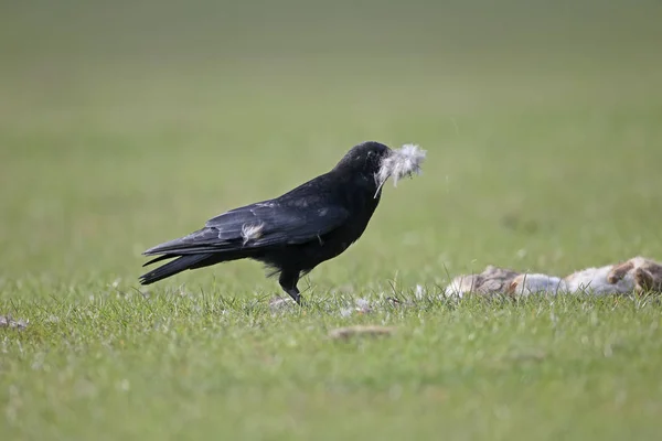 Corvo di Carogna, Corvus corone — Foto Stock