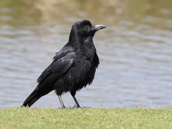 Carrion crow, Corvus corone — Φωτογραφία Αρχείου