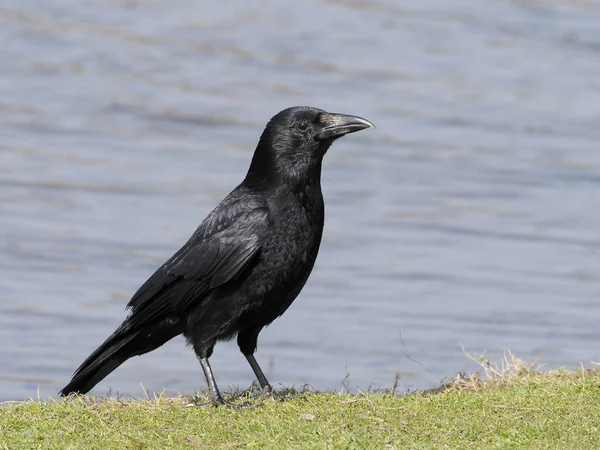 Vrána, corvus corone — Stock fotografie