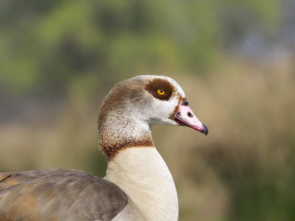 Egyptian goose, Alopochen aegyptiacus — Stock Photo, Image