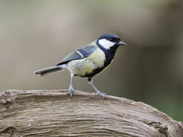 Grande teta, Parus Major — Fotografia de Stock