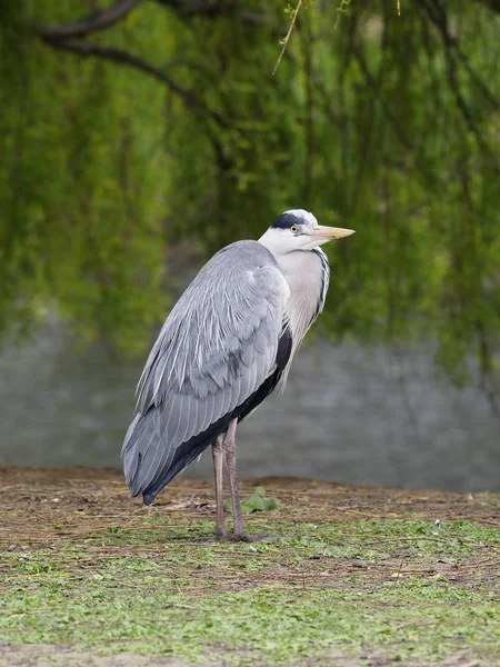 Volavka šedá, Ardea cinerea — Stock fotografie