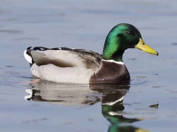 Pato-real, anas platyrhynchos — Fotografia de Stock