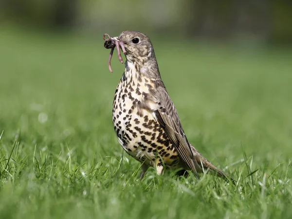 Grive sifflante, Turdus viscivorus — Photo