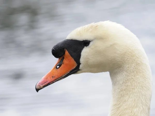 Mute swan, Cygnus olor — Stock Photo, Image