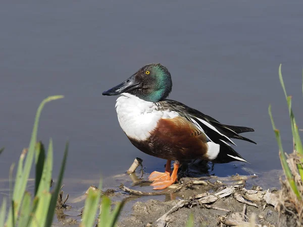 Northern shoveler, Anas clypeata — Stock Photo, Image