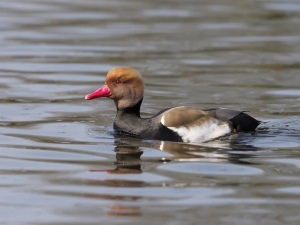 Pochard à aigrettes, Netta rufina — Photo