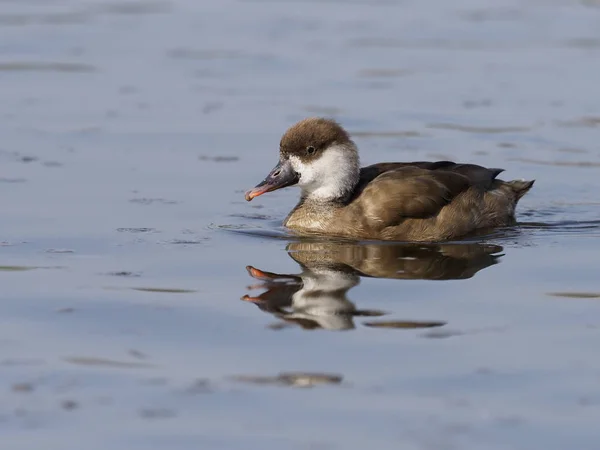 红冠Pochard, Netta rufina — 图库照片