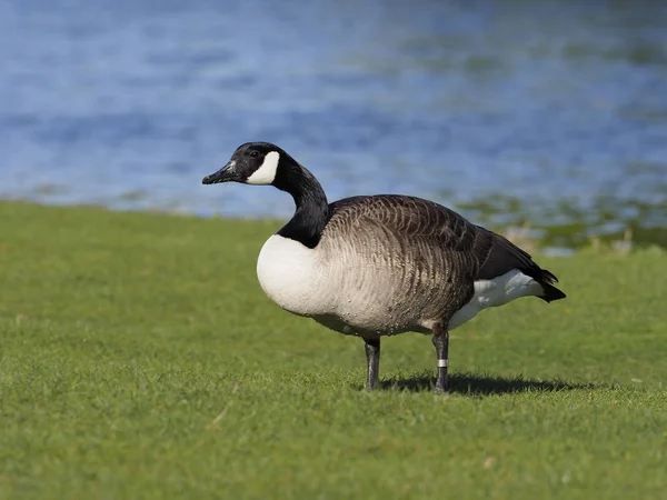 Canadese gans, Branta canadensis — Stockfoto