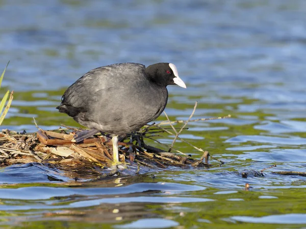 Лысуха fulica atra — стоковое фото