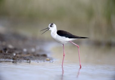 Kara kanatlı Stilt, Himantopus himantopus