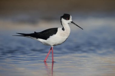 Kara kanatlı Stilt, Himantopus himantopus