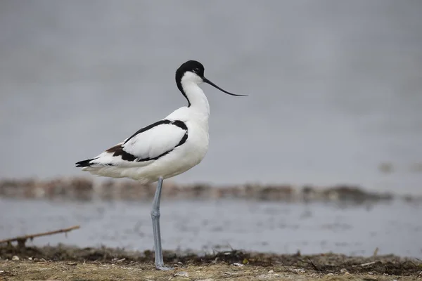 Avocet recurvirostra avosetta — 图库照片