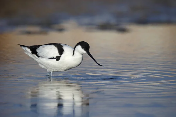 Avocet recurvirostra avosetta — 图库照片