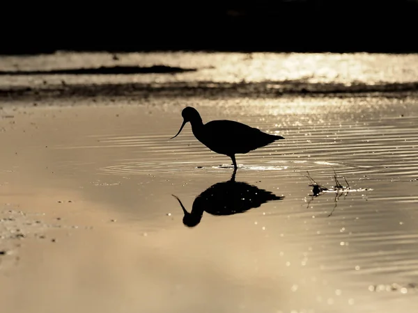 Avocet recurvirostra avosetta — 图库照片