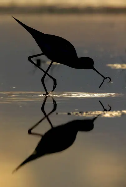 Kara kanatlı Stilt, Himantopus himantopus — Stok fotoğraf
