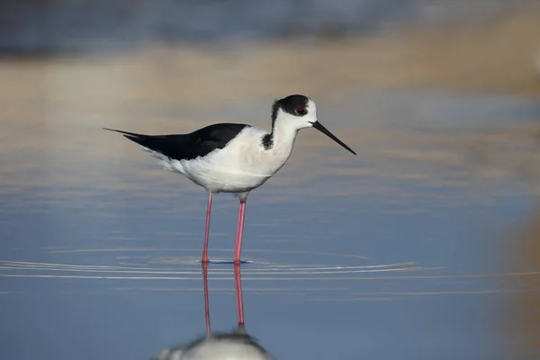 Stilt Bersayap Hitam, Himantopus himantopus — Stok Foto