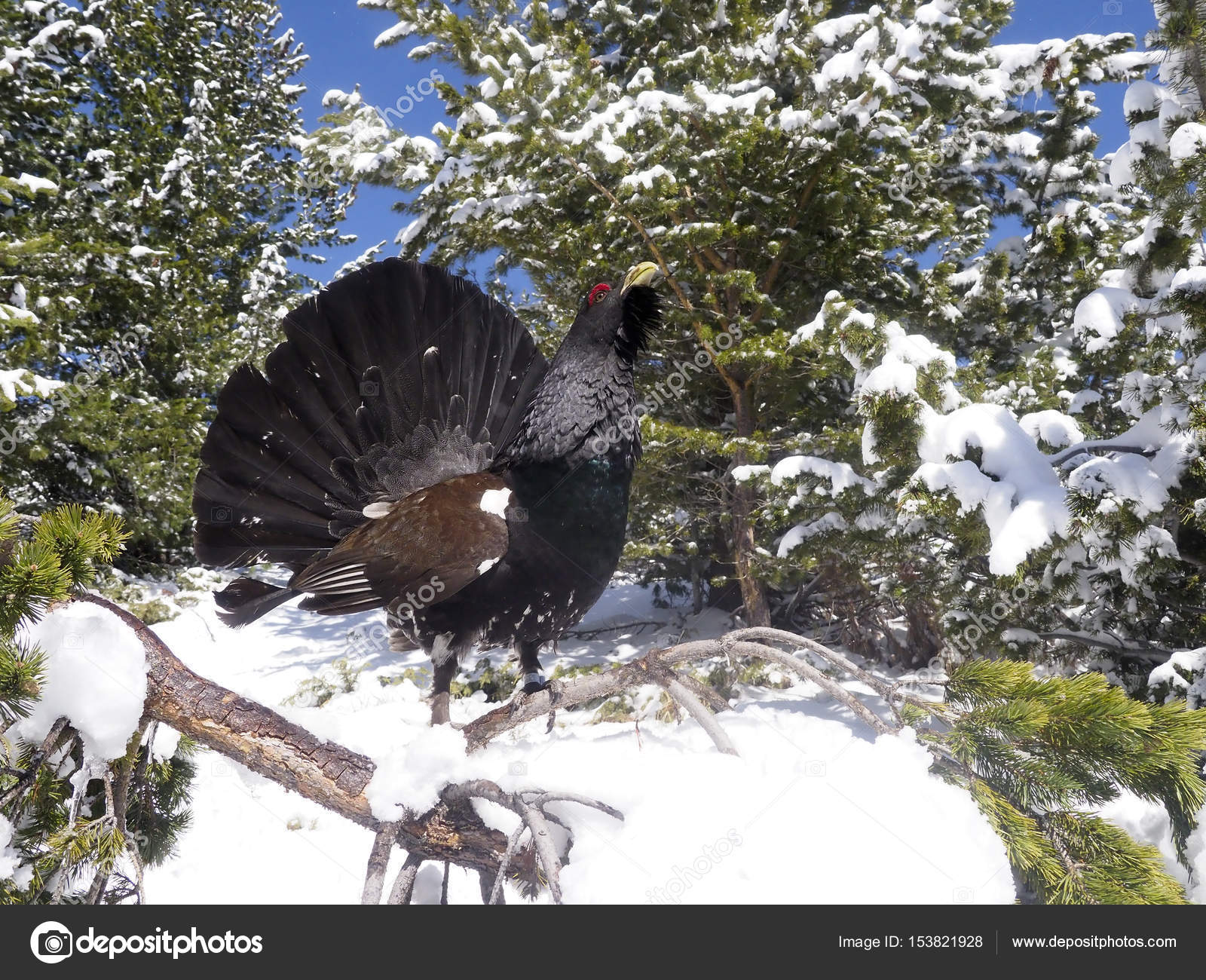 ヨーロッパオオライチョウ Tetrao Urogallus ストック写真 C Mikelane45 ヨーロッパオオライチョウ Tetrao Urogallus ストック写真 C Mikelane45