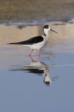 Kara kanatlı Stilt, Himantopus himantopus