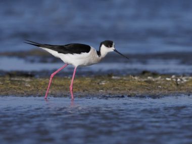 Kara kanatlı Stilt, Himantopus himantopus