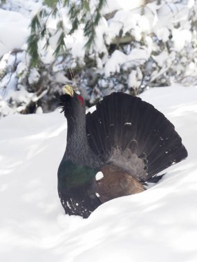 auerhoen, tetrao urogallus   