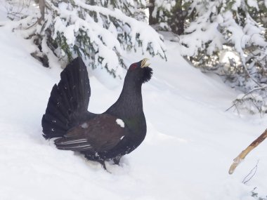 auerhoen, tetrao urogallus   