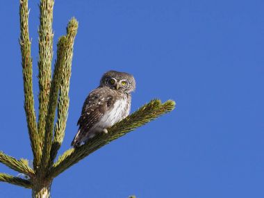 Cüce baykuş, Glaucidium passerinum
