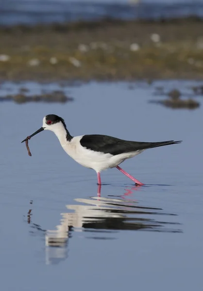 Stilt Bersayap Hitam, Himantopus himantopus — Stok Foto