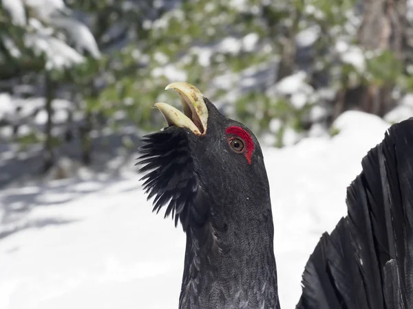 Tetřev, tetrao urogallus — Stock fotografie