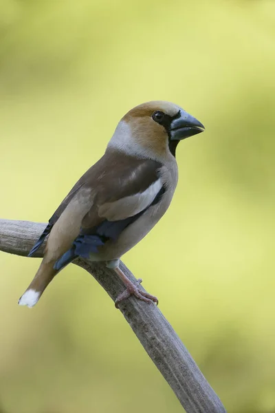 Hawfinch, Coccothraustes coccothraustes — Stock Photo, Image