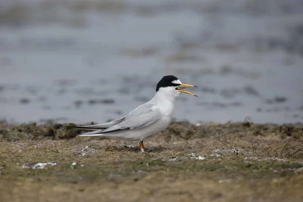 Pequeno tern, Sterna albifrons — Fotografia de Stock