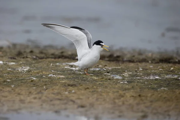 Pequeno tern, Sterna albifrons — Fotografia de Stock