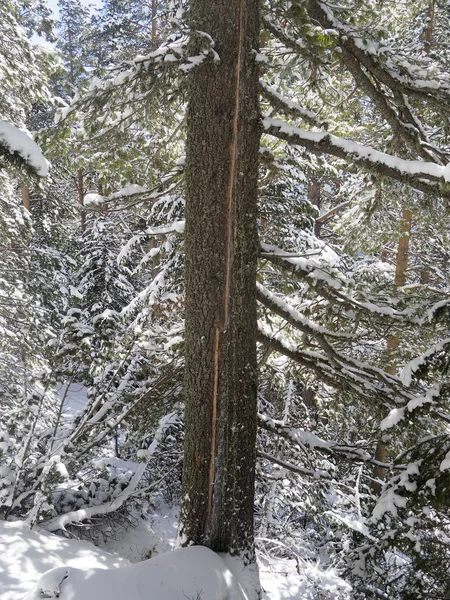 Tree with a scar following a lightening strike — Stock Photo, Image