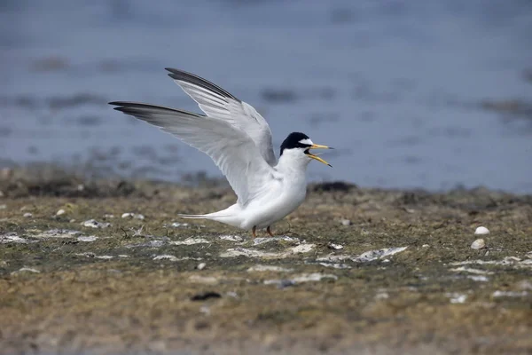 Pequeno tern, Sterna albifrons — Fotografia de Stock