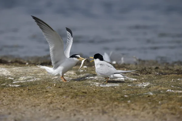 Pequeno tern, Sterna albifrons — Fotografia de Stock