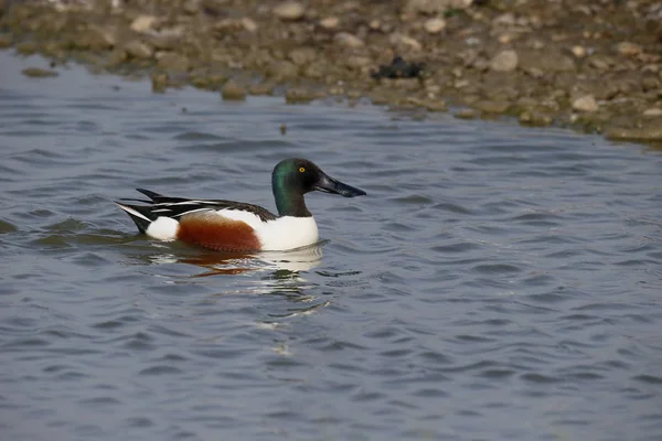 Northern shoveler, Anas clypeata — Stock Photo, Image