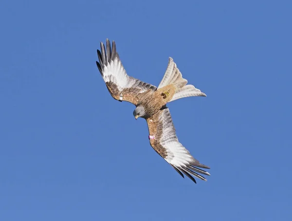 Kite vermelha, Milvus milvus — Fotografia de Stock