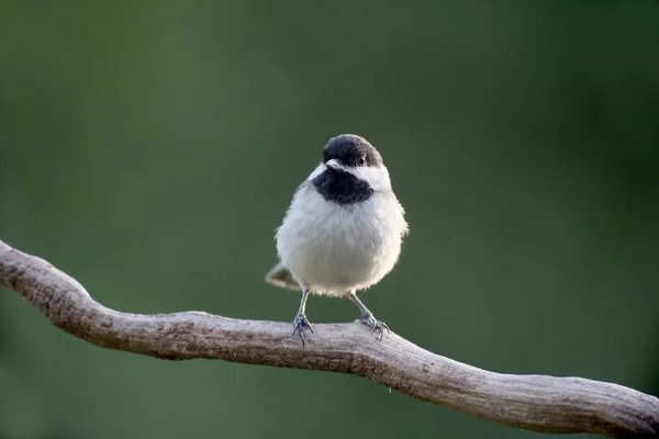 Dyster tit, parus lugubris — Stockfoto