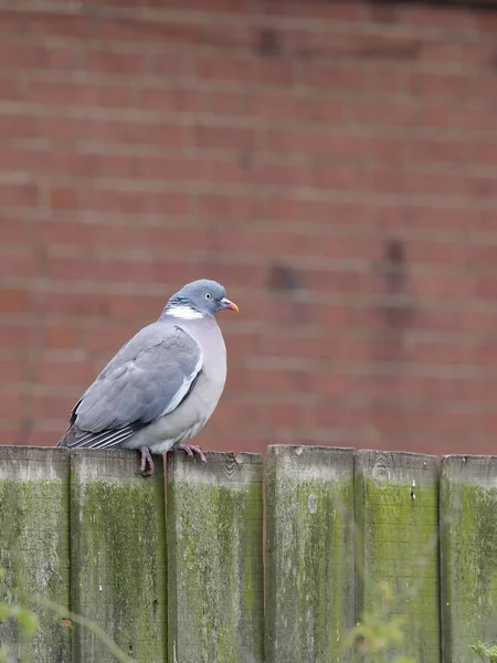 Pigeon des bois, Columba palumbus — Photo