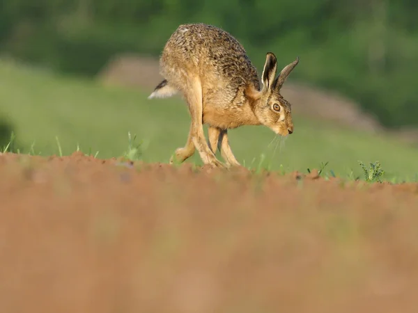 European brown hare, Lepus europaeus — Stock Photo, Image