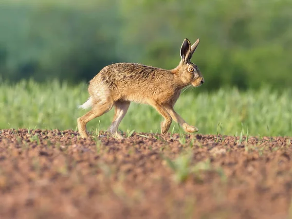 European brown hare, Lepus europaeus — Stock Photo, Image