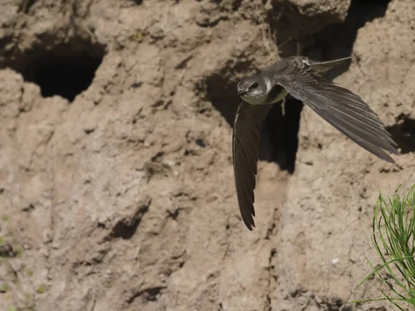 Sand martin, Riparia riparia — Stock Photo, Image