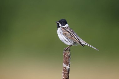 Ortak reed kiraz kuşu, Emberiza schoeniclus